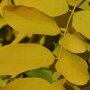 Robinia pseudoacacia 'Frisia'